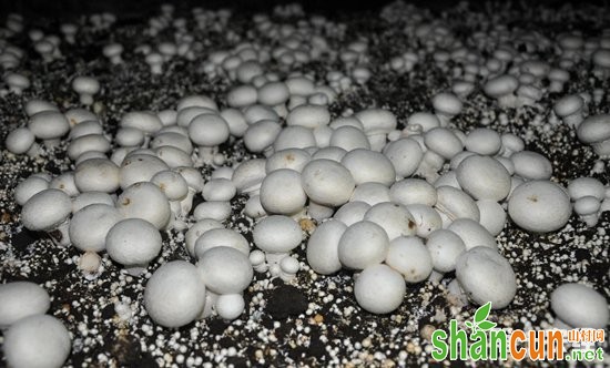山西阳泉：双孢菇为农民开启致富大门