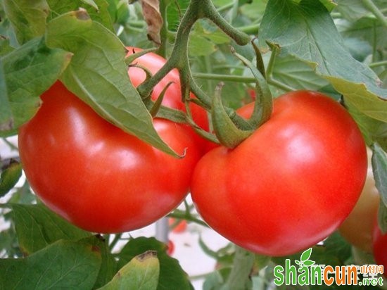 科技创新让番茄成了农民们的“致富果”