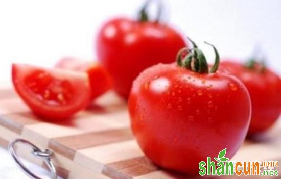 科技创新让番茄成了农民们的“致富果”