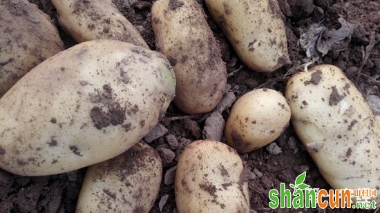 新疆西沟村：有机土豆成农民增收致富的“金豆”