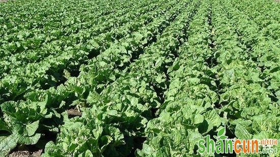 新疆西沟村：有机土豆成农民增收致富的“金豆”