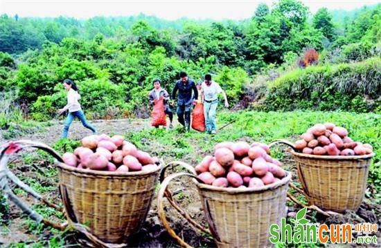 西藏：红土豆成增收致富的“红宝石”