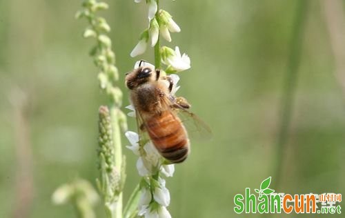 蜜蜂孢子虫病发病条件以及预防措施