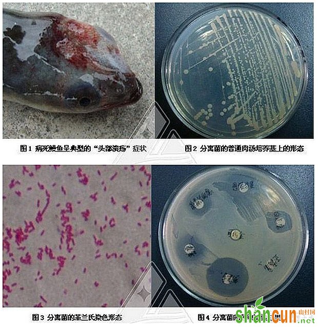 气单胞菌导致欧鳗春季“头部溃疡”病例分析