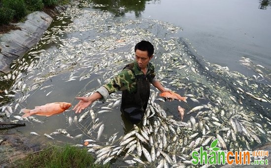 鱼浮头的原因及防治对策