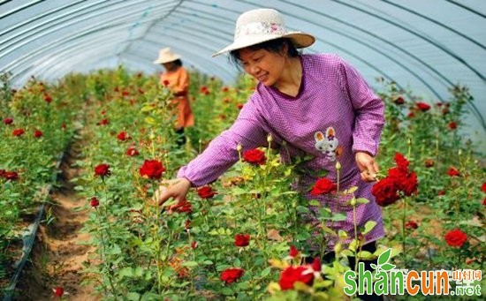 阳春大力发展花卉产业 高效农业托起致富梦