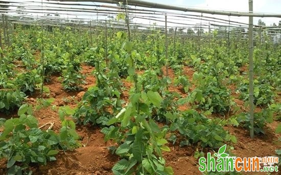 广西多喜村引导村民种植猫豆脱贫致富