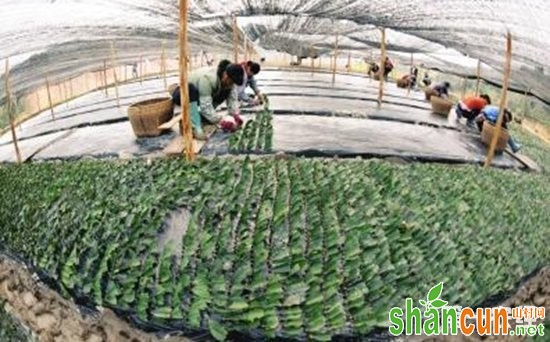 广西柳州：绿色茶园成百姓脱贫致富的“摇钱树”