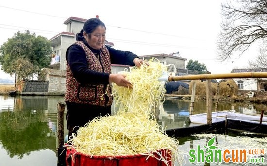 是芹菜还是豆芽？这种蔬菜让庐江农民成功致富