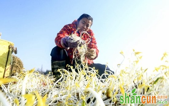 是芹菜还是豆芽？这种蔬菜让庐江农民成功致富