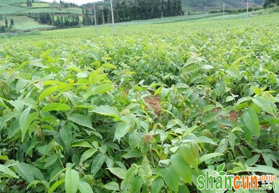 茶陵：特色产业助农实现脱贫致富