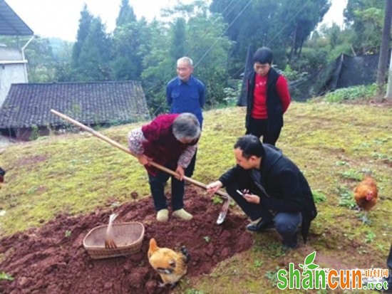 南充营山：药材种植趟出村民脱贫增收路