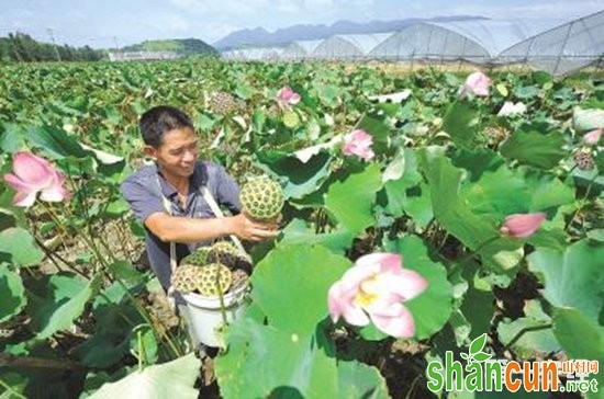 永丰石马：农户种莲一年脱贫 带动村民一同致富