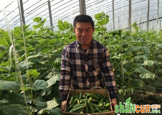 亳州谯城：大棚种植托起农户“致富梦”