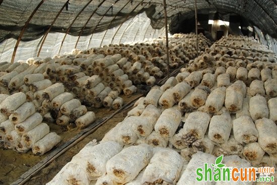 永州江华：“政府+公司”扶持食用菌种植 带动农户就业增收