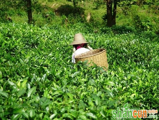 六盘水中山战区：掀起茶树种植热潮 助力村民增收致富