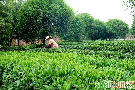 六盘水中山战区：掀起茶树种植热潮 助力村民增收致富