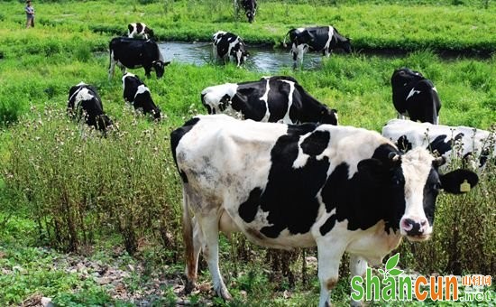 奶牛风湿病的药物防治和中医药疗法