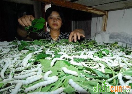 云南景东：蚕桑产业成农户增收致富骨干产业