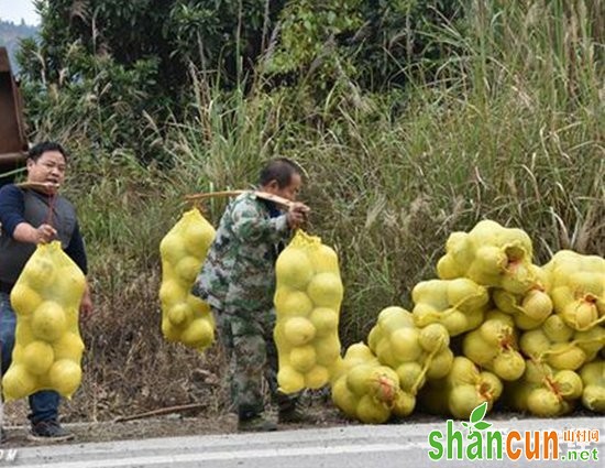 湖南靖州：蜜柚成“甜蜜果” 年总产值达80万元以上