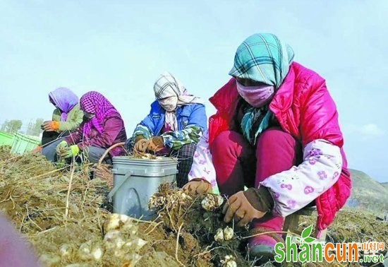 新疆达坂城：百合趟出特色种植致富新路子