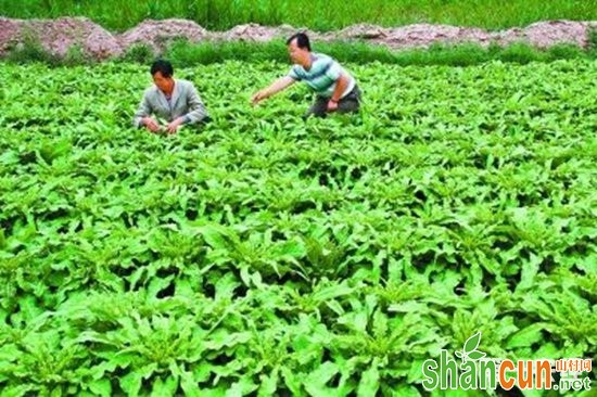 张掖甘州：高原夏菜产业成就“绿水青山”