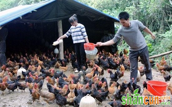 广西：天峨县贫困夫妇林下散养“脱贫鸡”结出致富果