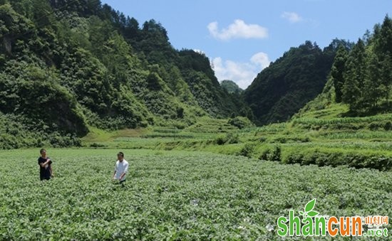 贵州镇远：积极发展特色种植项目  药辣椒铺就致富路