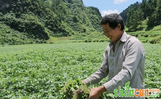 贵州镇远：积极发展特色种植项目  药辣椒铺就致富路