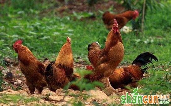 习水县：大坝村寻得绿色致富“鸡遇”  生态养鸡让村民钱包鼓鼓