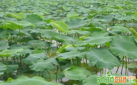 练城乡“莲藕+泥鳅”生态种养模式架起致富桥梁