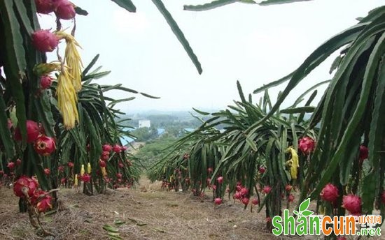 南果北种技术成脱贫致富“新利器”