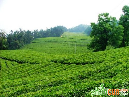 湖南石门：茶产业摘下全村“穷帽子”