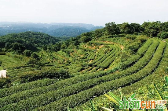 湖南石门：茶产业摘下全村“穷帽子”