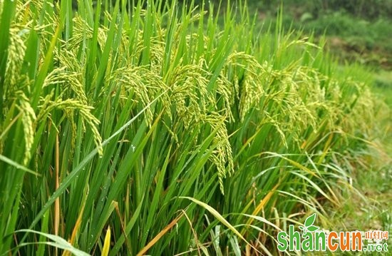 辽宁铁岭：绿色水稻种出“致富田”