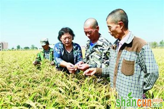 辽宁铁岭：绿色水稻种出“致富田”
