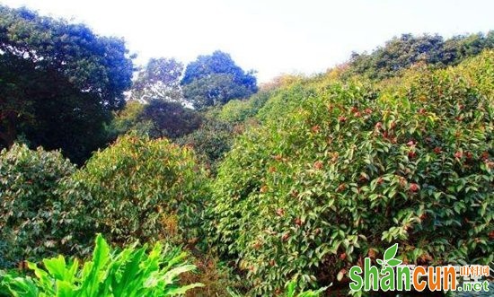 河南新县：山茶林成“致富林” 计划2023年油茶面积扩大到70万亩