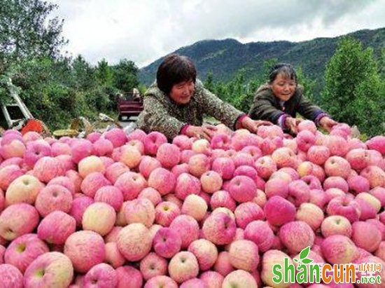 陕西凤县：苹果成“金果果” 今年产值预计达2.4亿元