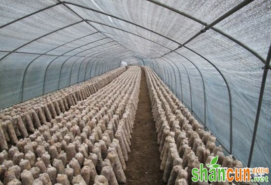 黑龙江伊春：香菇为贫困农户撑起致富“伞”