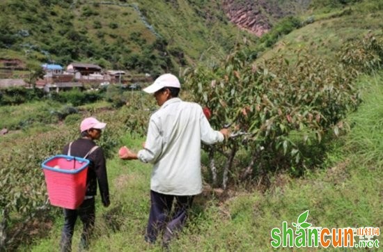 云南兰坪：沧江雪桃送来“金山银山” 成为村民脱贫致富果