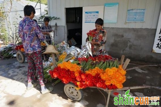 重庆农场主背井离乡到龙泉 因地制宜种出“致富花”