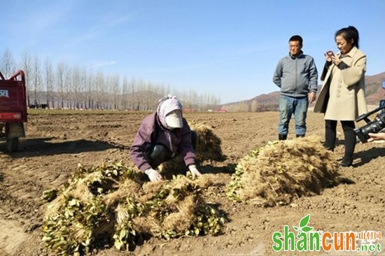 黑龙江林口：北药助农脱贫致富 年产值可过千万元