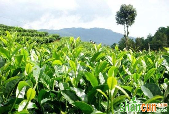 安徽庐江：“伤心茶”变“开心茶” 茶叶种植助农年增上万