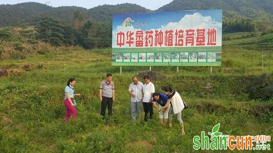 福建宁德：畲药种植助农增收致富