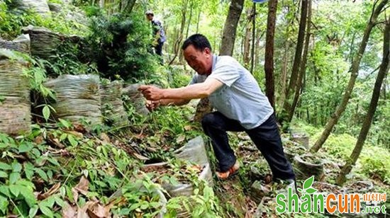 福建宁德：畲药种植助农增收致富