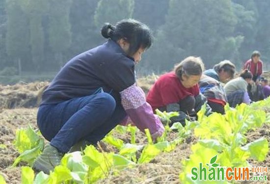 贵州遵义：羊角菜种植助力农户脱贫增收