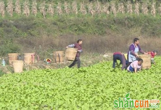 贵州遵义：羊角菜种植助力农户脱贫增收