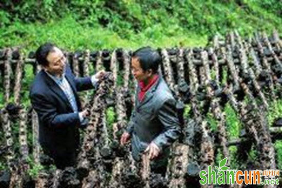 陕西勉县：小小黑木耳成特色产业 助农靠山增收致富