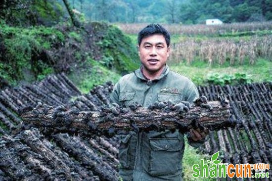 陕西勉县：小小黑木耳成特色产业 助农靠山增收致富