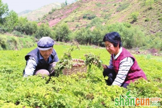 甘肃岷县：中药材种植加工助农增收